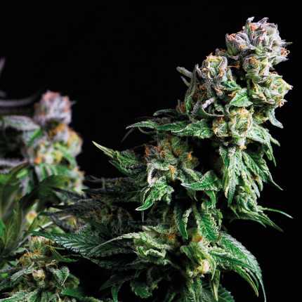 Purple Urkle cannabis plant with deep purple buds, legendary strain inspired by Steve Urkel character
